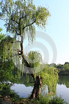 Willow Tree by Lake