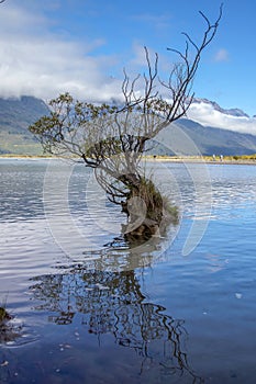 Willow tree on Lake Wakatipu in New Zealand. Row of willow trees on Lake Wakatipu in Glenorchy, New Zealand