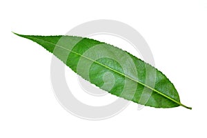 Willow tree leaf isolated on a white background.