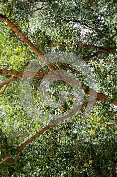 Willow Tree leaves under sunlight