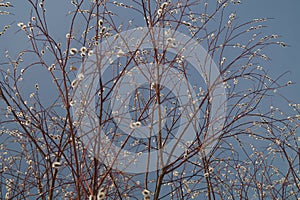 Blossoming willow tree