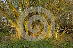 Willow tree with many big split trunks