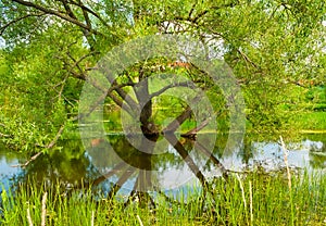 The willow tree in Nerl river, Bogolyubovo, Russia