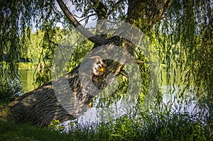 Willow tree