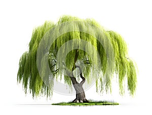 Willow is a tree that originated from China. Generative AI