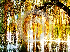 Willow tree over a lake