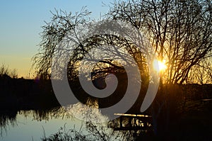 Willow tree over a lake