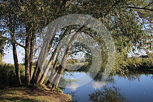 willow tree overhanging river photo
