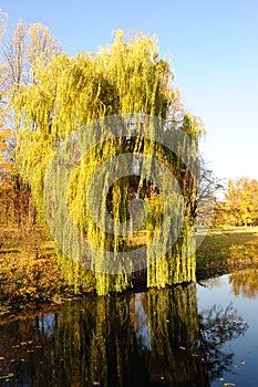 Willow tree in a park in warm colors of sunset