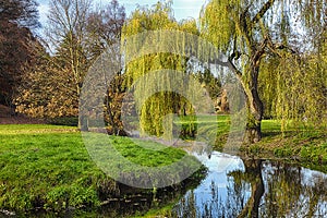 Willow tree by the Pond