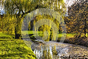 Willow tree by the Pond photo