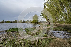 Willow tree and reeds growing in spring