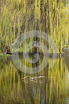 Willow tree reflected in the water of a lake in spring.