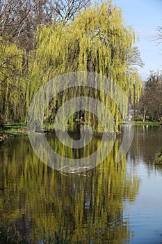 Willow tree reflected in the water of a lake in spring.