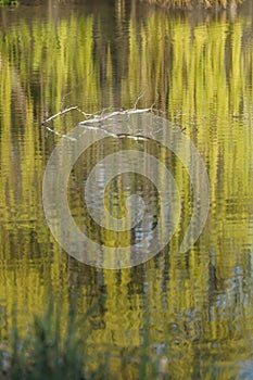 Willow tree reflected in the water of a lake in spring.
