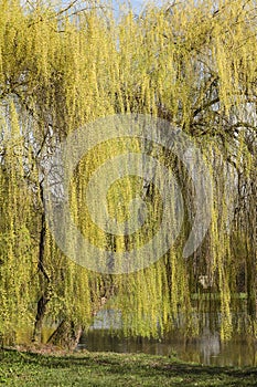 Willow tree reflected in the water of a lake in spring.