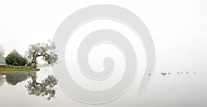 Willow tree reflected in water