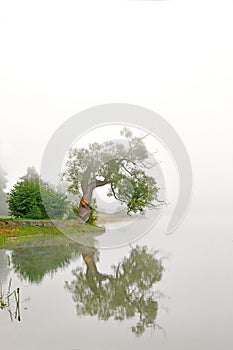 Willow tree reflected in water