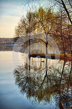 Willow tree reflecting on lake water. Serene autumn scene
