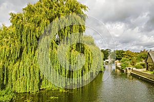 Willow tree on the river Great Ouse at Godmanchester