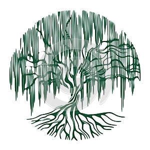 Willow tree with roots over white