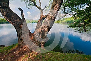 Willow tree on the shore of Pocuvadlianske jazero lake in Stiavnicke vrchy