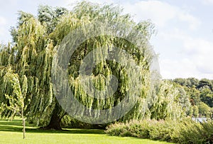 Willow tree at the side of a river