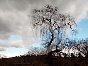 Willow tree