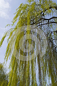 Willow tree in spring