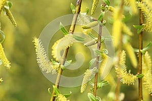 Willow tree in spring