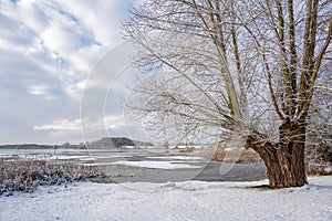 Willow tree standing in the snow on a partly frozen lake under a cloudy sky  rural winter landscape in northern Germany  copy