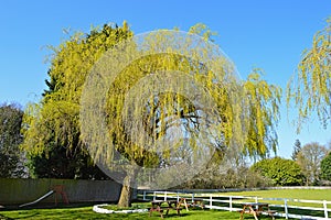 A Willow Tree img