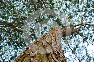 Willow tree trunk, branches, foliage