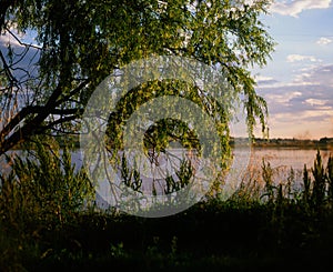 Willow tree by the water photo