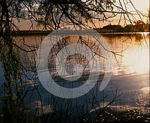 Willow tree by the water photo