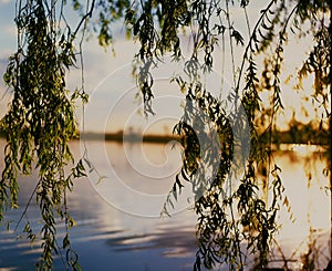Willow tree by the water