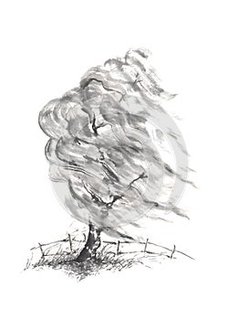 Willow tree in the wind Japanese style sumi-e ink painting.