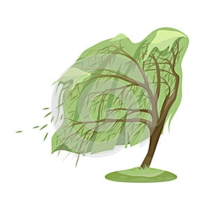 Willow tree at windy weather. Vector plant at wind