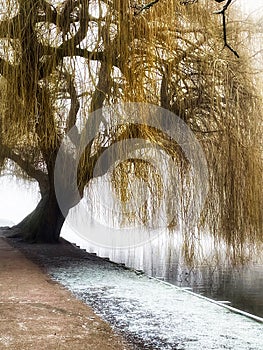 Willow tree on winters day