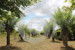 Willow trees alley
