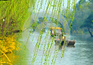 Willow trees along riverbank