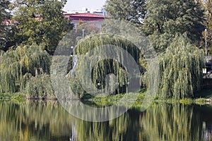 Willow trees on the banks of the lake