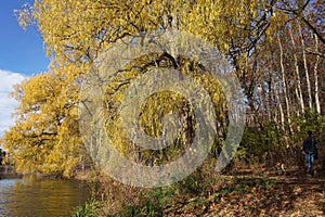 Willow trees changing to a golden color in autumn