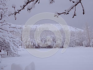 Willow trees covered with snow. A picture of snowy winter