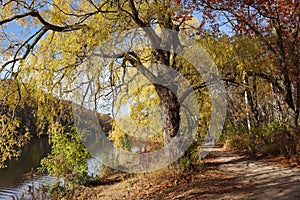 willow trees in fall beside a river