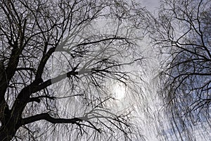 willow trees without foliage in the spring season