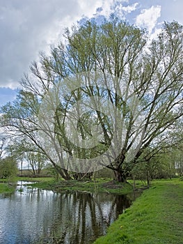 Willow trees with fresh green spriçn leafs along a flooded meadow in the Flemish countryside