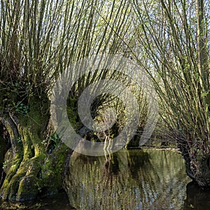 willow trees grow in water of floodplanes near river waal in the netherlands