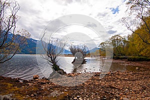 Willow trees growing in Lake Wakatipu autumn colours, Glenorchy New Zealand