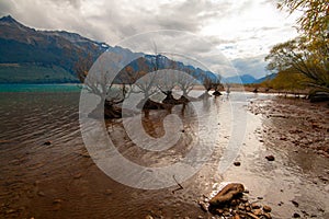 Willow trees growing in Lake Wakatipu, Glenorchy New Zealand, South Island